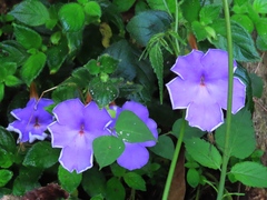 Achimenes