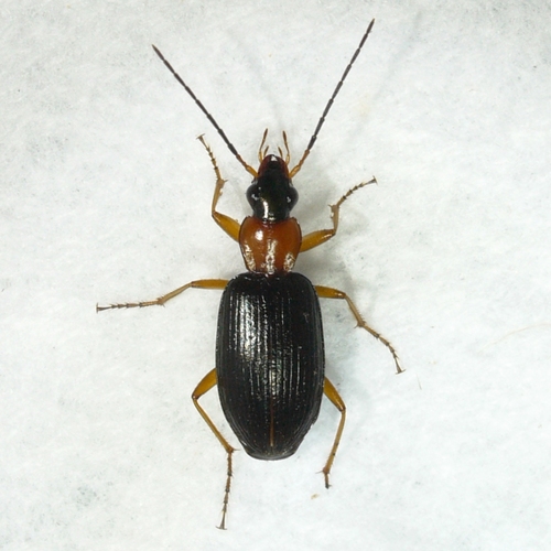 Agonum decorum photo 2