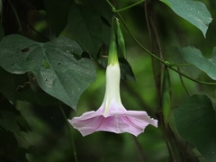 Ipomoea clavata
