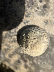 Bembicium nanum