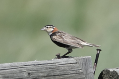 Calcarius ornatus