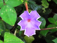 Achimenes