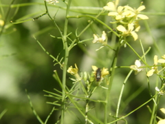Sisymbrium altissimum