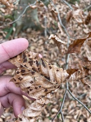 Acalitus ferrugineum