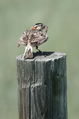 Calcarius ornatus
