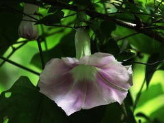 Ipomoea clavata