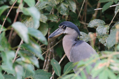 Cochlearius cochlearius