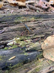 Cryptanura septentrionalis