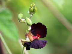 Macroptilium atropurpureum