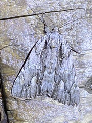 Catocala coccinata
