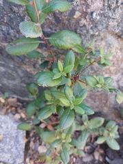 Rhamnus ilicifolia