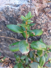Rhamnus ilicifolia