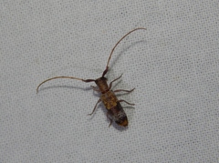 Eunidia subtergrisea