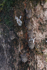 Rhynchonycteris naso