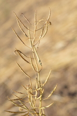 Brassica napus