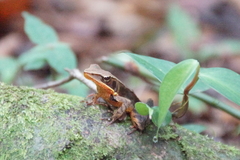 Lithobates warszewitschii