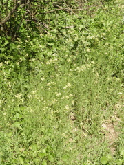 Sisymbrium altissimum