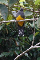 Trogon melanocephalus