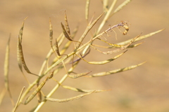 Brassica napus