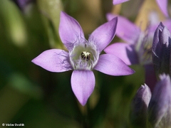 Gentianella lutescens