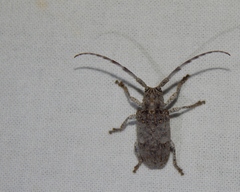 Crossotus stypticus