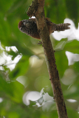 Pheugopedius maculipectus