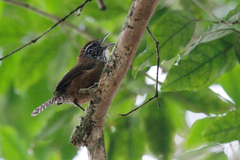 Pheugopedius maculipectus