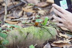Lithobates warszewitschii