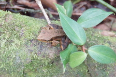 Lithobates warszewitschii