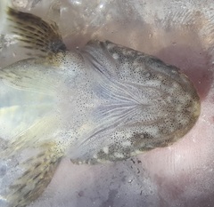 Cottus girardi