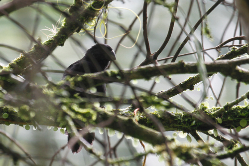 Thick-billed Seed Finch (Sporophila funerea), photo 8