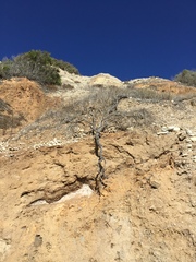 Artemisia californica