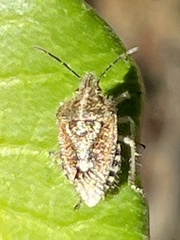 Agonoscelis puberula