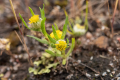 Triptilodiscus pygmaeus