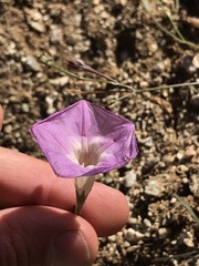 Ipomoea ternifolia