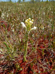Platanthera blephariglottis