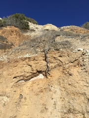 Artemisia californica