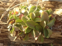 Arctostaphylos uva-ursi