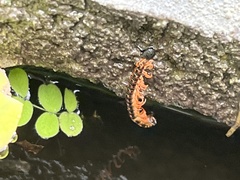 Scolopendra morsitans