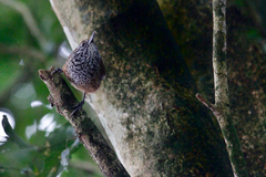 Pheugopedius maculipectus