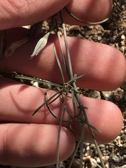 Ipomoea ternifolia