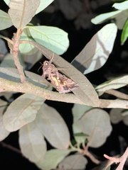 Argyrogramma verruca