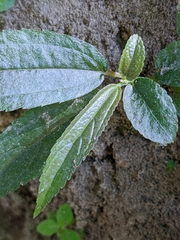 Boehmeria densiflora
