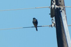 Falco femoralis