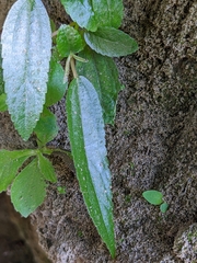 Boehmeria densiflora