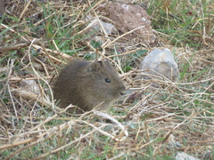 Cavia tschudii