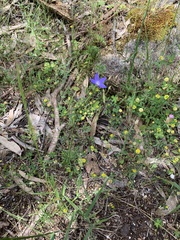 Wahlenbergia stricta