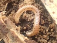 Cylindroiulus punctatus