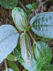 Boehmeria densiflora