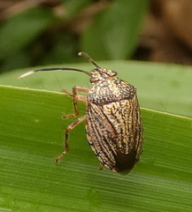 Antiteuchus